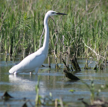 Grote zilverreiger. Foto: Nick Ruiter  